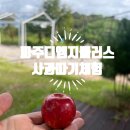 평화농장 | 파주 체험 DMZ 도라산 사과농장, 가을 맞이 사과따기 체험 후기