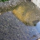 삭개오와뽕나무 이미지