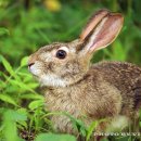 산토끼 이미지