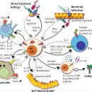 Re:Re Natural Killer Cells: Development, Maturation, and Clinical Utilization 이미지