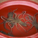 갯벌낙지 이미지