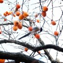 칼국수 마당 이미지