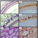 흰다리새우의 새로운 RNA 바이러스 Penaeus vannamei solinvivirus (PvSV) 이미지