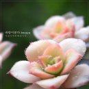 까라솔