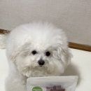 싱포밀 이미지