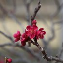 선바위(분재전시관) 이미지