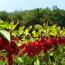 심산유곡