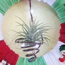 반려식물 원예아트 이미지