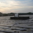 일과리 지석묘 이미지