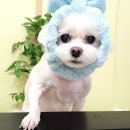 써니애견샵 네이버블로그