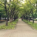 시청앞 가로수길 이미지