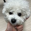 재화애견수제간식 이미지