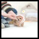 유앤미펫 강아지분양 고양이분양 위례점 이미지