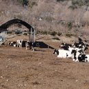 이화목장 이미지