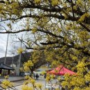 꽃놀이패 | 이천나들이, 2026 이천산수유마을 이천백사산수유꽃축제 후기 (방문일 2026.03.31)