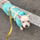 강아지 퇴행성 관절염 주사 후기 + 홈케어 용품들 추천