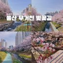 울산 벚꽃 명소 무거천 24.04.06 기준 실시간 개화현황
