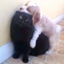 개와고양이 이미지