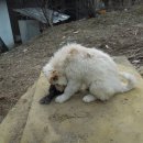 토끼사냥 이미지