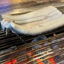 고래등바다장어 이미지