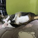 도희동물병원 이미지