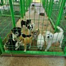 나봄이네 이미지