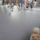 약지애견카페 | 인천 논현동 애견카페 추천 약지 애견카페 강아지랑 힐링 제대로 하고 온 후기