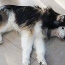 윌동물외상센터 이미지