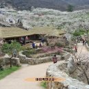 청매실농원 이미지