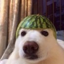 아슈크림 이미지