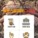 알프스팜피아