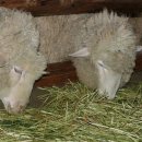 세인목장 이미지