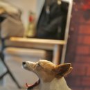 열두달펫 이미지