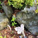 나미송머무는곳 민박 이미지