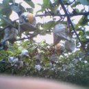 머루다래 이미지