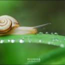 달팽이 이미지