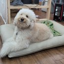 가죽공예로 만드는 생활 소품 이미지