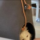 하늘을 걷는 고양이 카페 | 하늘을 걷는 고양이 카페