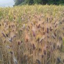 우리밀밭 이미지