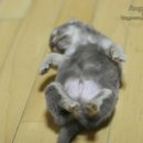24시동물병원 이미지