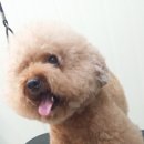 로니펫 이미지