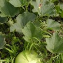 엄마에손맛 이미지