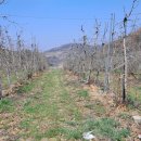 덕산면049 Daum카페
