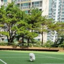 피개행개 이미지