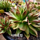 사와로 이미지