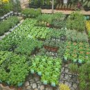 예진꽃화원 이미지