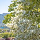 출렁다리 이팝나무길 이미지