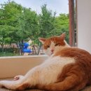 뜰안에냥 이미지