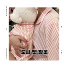 도씨 펫 잠옷 강아지랑 커플룩 내돈내산 사이즈 후기
