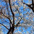 팔각정 공원 | 서울 벚꽃 명소 올림픽공원 팔각정과 코스 추천